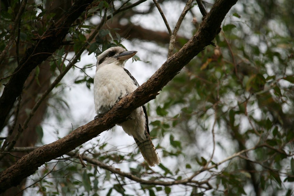 Birdwatching in Australia